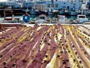 Το πιο υγιεινό τρόφιμο που είναι άφθονο στην Πάρο!