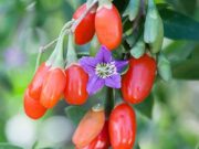 Υπεροτροφές που καλλιεργείς στην αυλή σου ή το μπαλκόνι