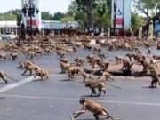 Εισβολή μακάκων στην Ταϊλάνδη