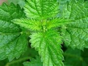 Τα οφέλη της τσουκνίδας στην υγεία μας