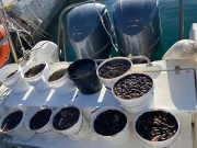 Κατάσχεση αλιευμάτων στην Πάρο