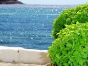 Ποια φυτά διώχνουν τα έντομα;