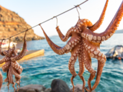 Αν δεν έχεις φάει χταπόδι στην Πάρο… τότε δεν ξέρεις!