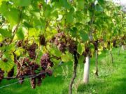 Σαμπανιζέ κρασί από την Πάρο – Νόστιμος, παιχνιδιάρικος κι άρτιος οίνος