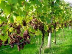 Σαμπανιζέ κρασί από την Πάρο – Νόστιμος, παιχνιδιάρικος κι άρτιος οίνος