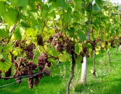 Σαμπανιζέ κρασί από την Πάρο – Νόστιμος, παιχνιδιάρικος κι άρτιος οίνος