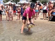 Χελώνα Καρέτα απελευθερώνεται στην Πάρο (ΒΙΝΤΕΟ)