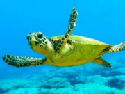 Εμφάνιση θαλάσσιας χελώνας στην παραλία της Παροικιάς: Οδηγίες από τον Σύλλογο ΑΡΧΕΛΩΝ