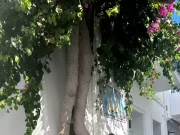 Τσιμτσιλή: Στην Πάρο με τα τρία της παιδιά! (ΦΩΤΟ)