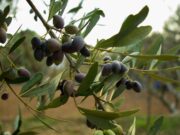 250.000 τόνοι η σοδειά του ελαιόλαδου στην Ελλάδα φέτος