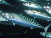 Τα μικρά ψάρια είναι η καλύτερη ασπίδα για την υγεία