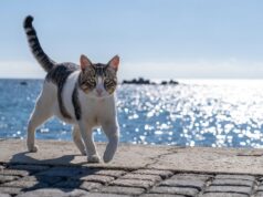 Νέο πλαίσιο για τα ζώα συντροφιάς