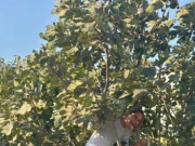 Η Μπλάτνικ σκαρφαλώνει και “κλέβει” σύκα στην Αντίπαρο!