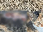Σοβαρές καταγγελίες για κακοποίηση γατιών στην Πάρο