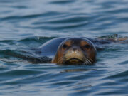 SEAL GREECE 1000 μίλια για τις 1000 Μεσογειακές φώκιες που απομένουν στον πλανήτη