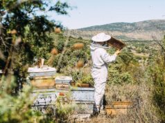 Αύξηση περιστατικών δηλητηρίασης μελισσών στον δήμο Πάρου