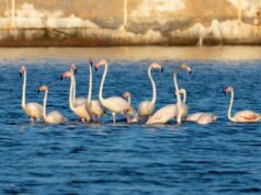 Ο υδροβιότοπος της Σάντα Μαρίας ζωντανεύει ξανά