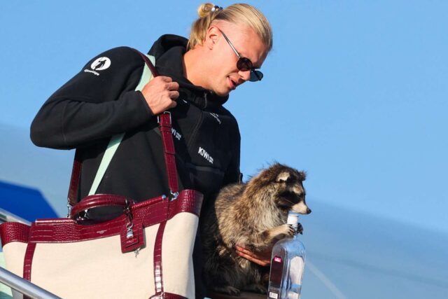 haaland raccoon