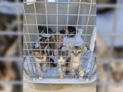 Φιλόζωοι εθελοντές έδωσαν μάχη με τις φλόγες για να σώσουν γάτες από καταφύγιο στην Πάρο