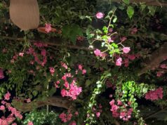 Γενέθλια σε επαναλήψεις από τη Μαρία Ολυμπία Ντε Γκρες στην Αντίπαρο