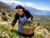 ΚΥΚΛΑΔΕΣ: Έως μισό κιλό άγρια χόρτα επιτρέπεται να μαζέψεις!