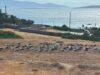 Κοπάδι πελαργών αναπαύεται στον Σορό Αντιπάρου, πριν συνεχίσει το ταξίδι του προς το νότο (ΒΙΝΤΕΟ)