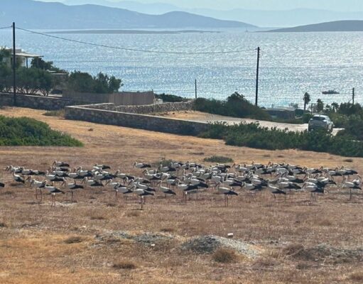 Κοπάδι πελαργών αναπαύεται στον Σορό Αντιπάρου, πριν συνεχίσει το ταξίδι του προς το νότο (ΒΙΝΤΕΟ)