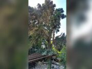 Το μεγαλύτερο κυπαρίσσι της χώρας βρίσκεται στις Πεταλούδες Πάρου (ΦΩΤΟΓΡΑΦΙΕΣ)