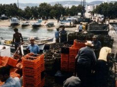 Τρύγος στην Αντίπαρο της δεκαετίας του 1980 (ΦΩΤΟΓΡΑΦΙΑ)